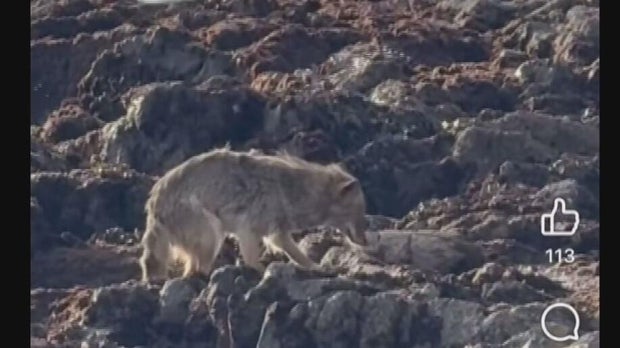 A coyote on Alcatraz Island 