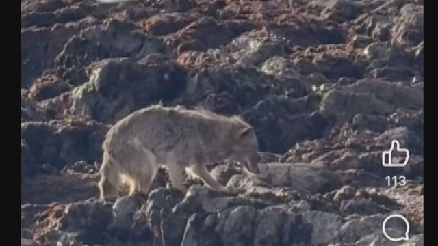 A coyote on Alcatraz Island 