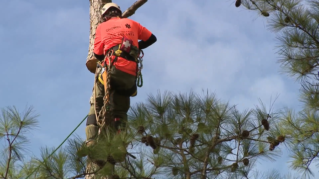 tree-service-1.png 