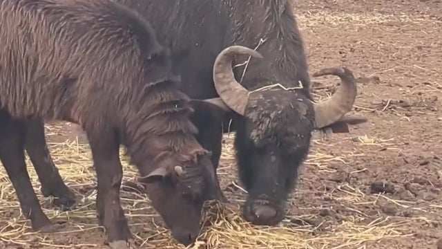 Water buffalo grazing on hay 
