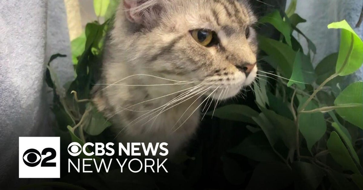 More cats may be in Long Island home where 100 were rescued, police say