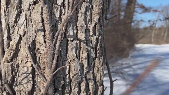 snow-covered spruce branches during snowfall 