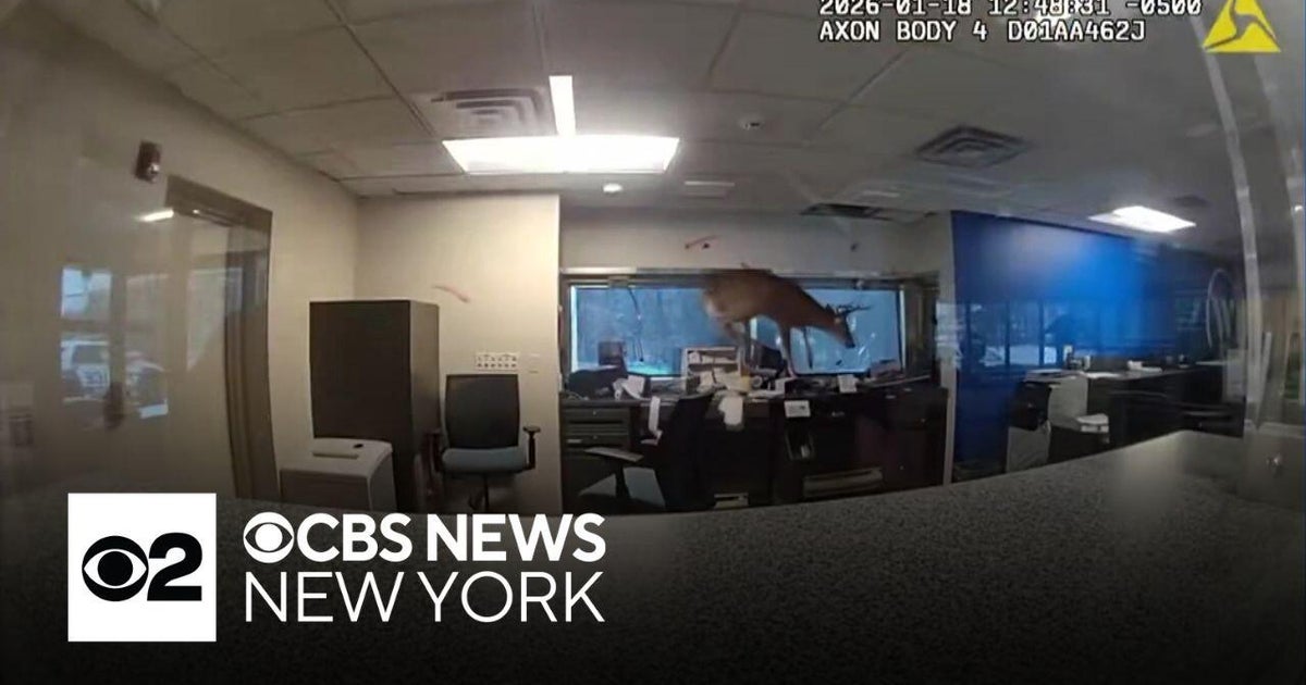 The buck stops here! Video shows deer running wild in Long Island bank