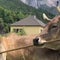 Clever cow figures out multiple ways to scratch herself with a broom