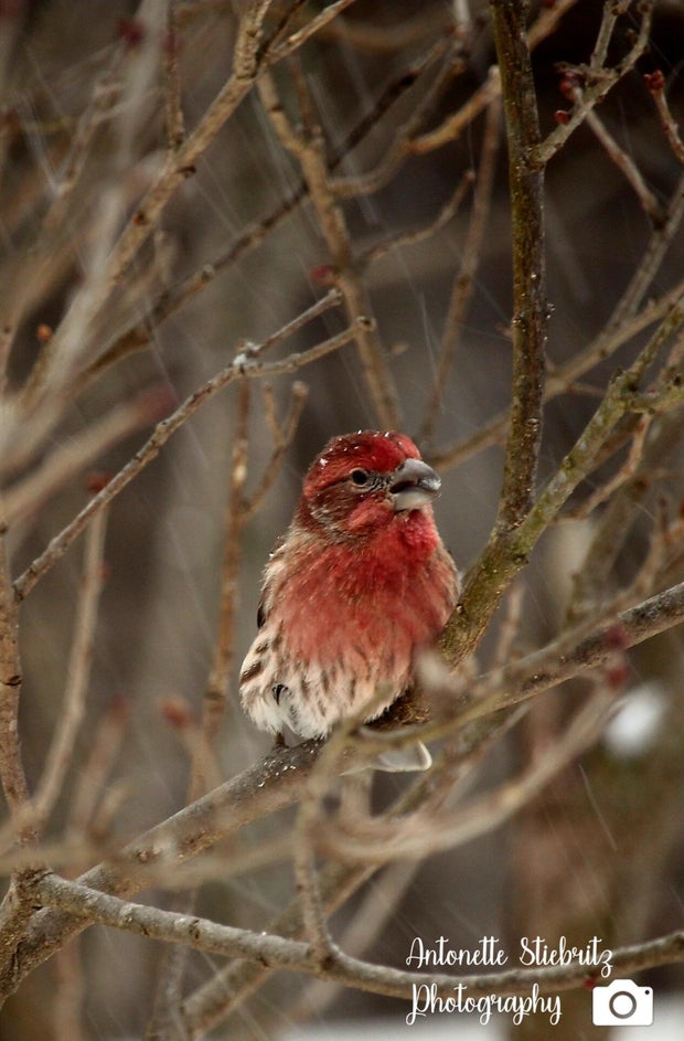 A bird in the showstorm 