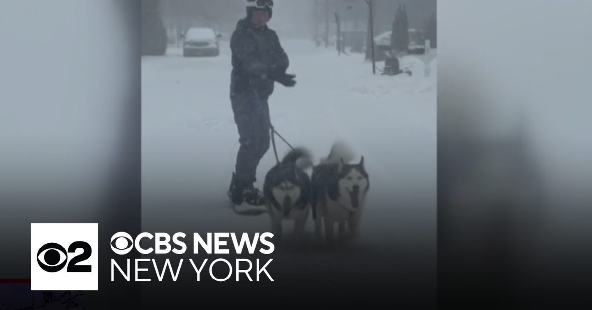 Dogs pull owner on skis during snowstorm in New Jersey
