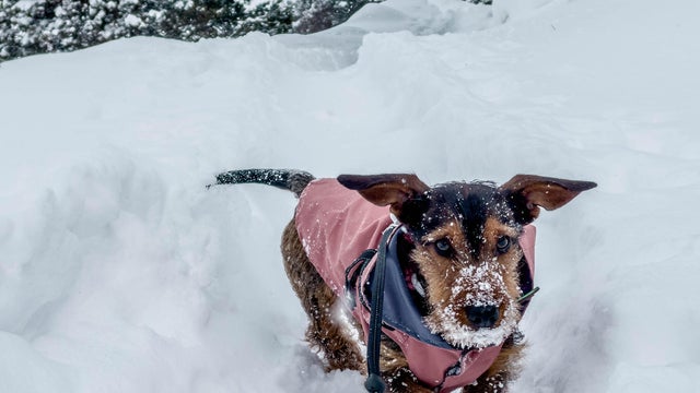 Young Teckel Dachshund dog walking during snow blizzard with dog coat. 
