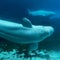 Canada approves plan to move beluga whales slated for euthanasia to U.S.