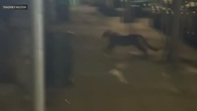 A mountain lion sprinting across a city sidewalk 