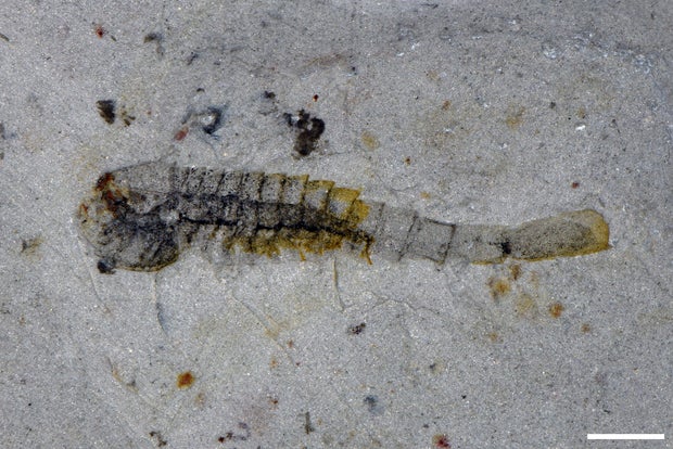 The fossil of the Cambrian Period marine arthropod Fuxianhuiid 