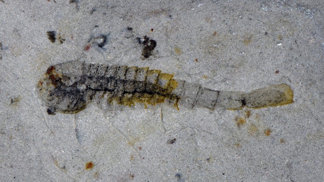 The fossil of the Cambrian Period marine arthropod Fuxianhuiid 