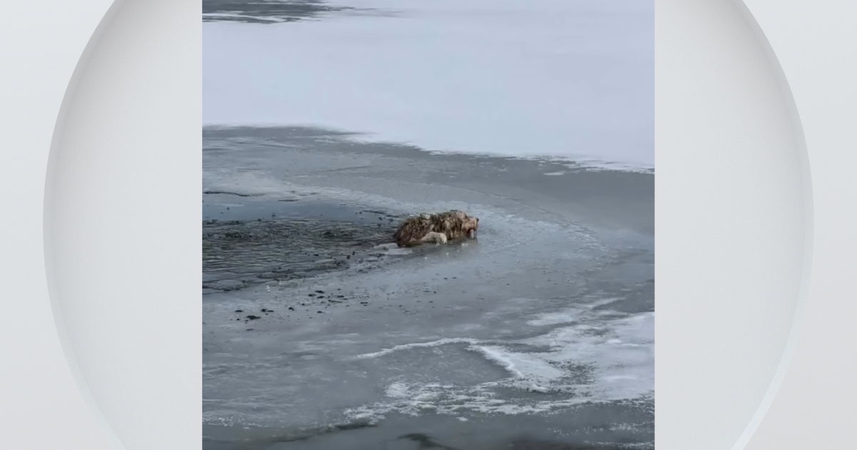 Dog rescued after falling into frozen pond in Northern Colorado