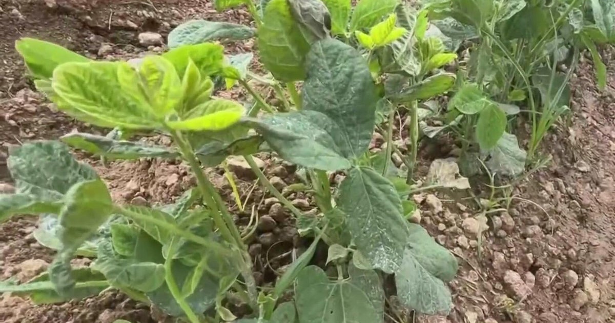 South Florida farmers take extra steps to protect crops as cold snap hits region