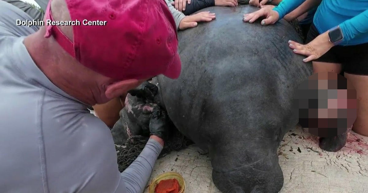 Rehabilitated manatee mom and calf return to open waters as Florida deaths rise again