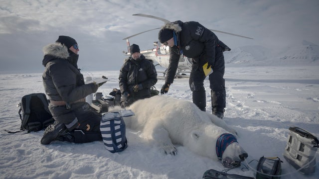 NORWAY-ENVIRONMENT-CLIMATE-RESEARCH-ANIMAL 