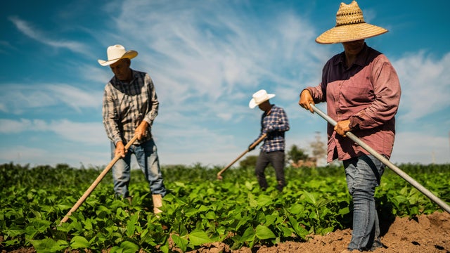 Farmers working at agricultural field 