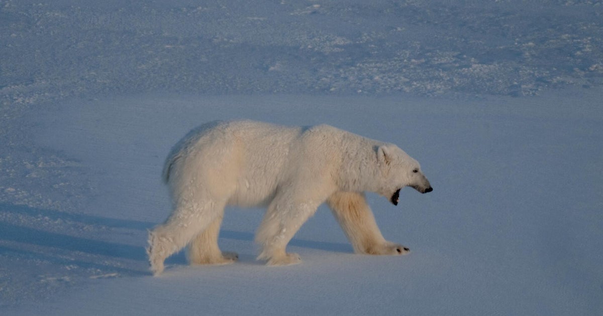 Fat, healthy polar bears surprise researchers