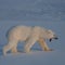 Fat, healthy polar bears surprise researchers