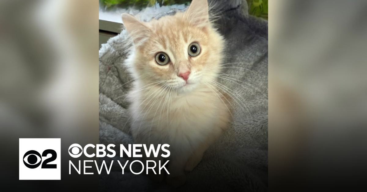 Furry Friend Finder: Meet Wally from the Humane Society of New York