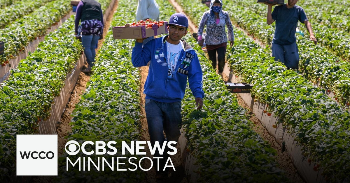 Immigration crackdown hits Minnesota farms | Talking Points