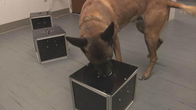 Philadelphia researchers train dogs to detect "silent killer" canine cancer 