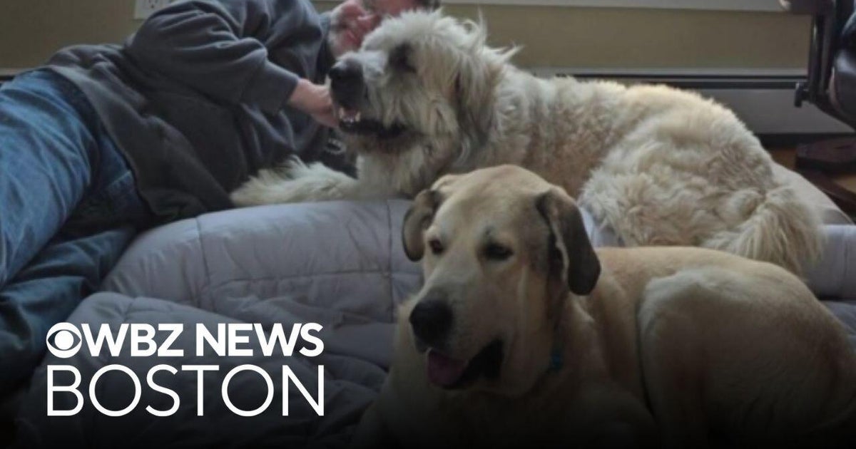 2 Massachusetts dogs adopted together after Pet Parade appearance