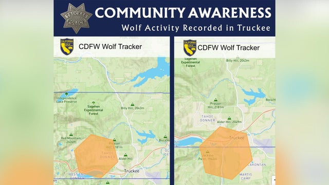 wolf-activity-truckee.jpg 