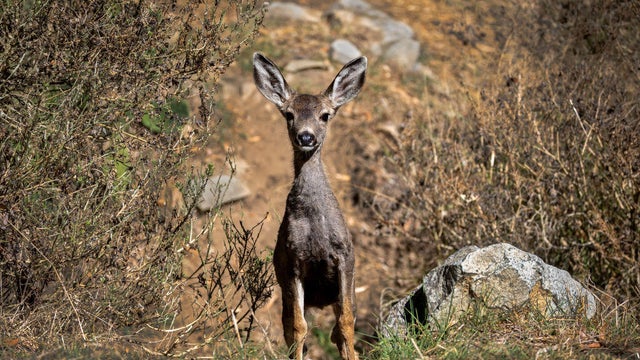 Mule deer on Catalina Island 