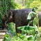 Elephant kills tourist in Thailand, 3rd fatality linked to same animal