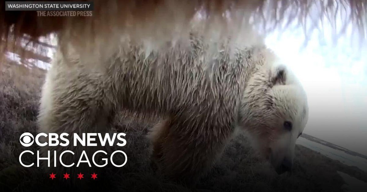 A bear's eye view of the life of a grizzly