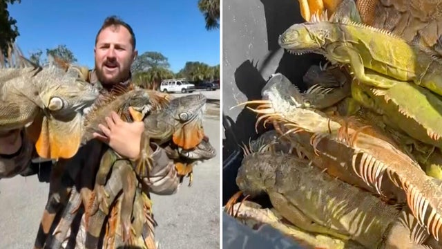 cbsmiami-frozen-iguana-1.jpg 