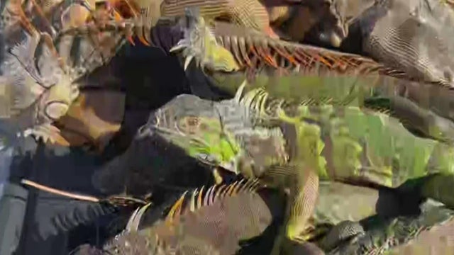 cbsmiami-frozen-iguana-1.jpg 