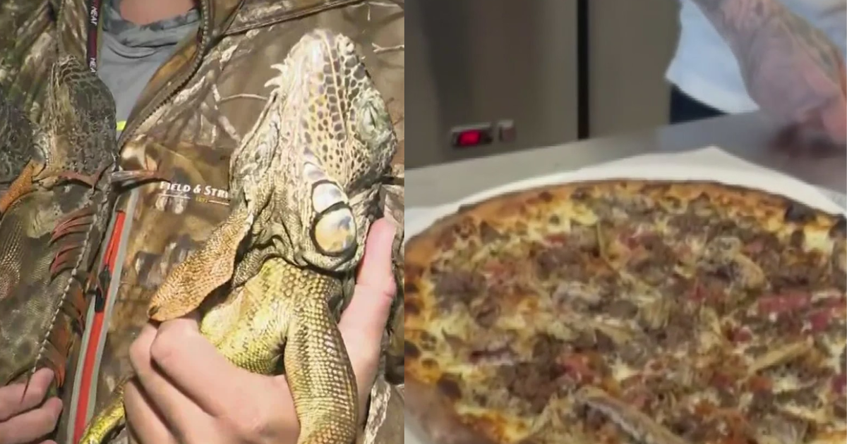 Iguana pizza and frozen crops: South Florida reacts to record-low temperatures
