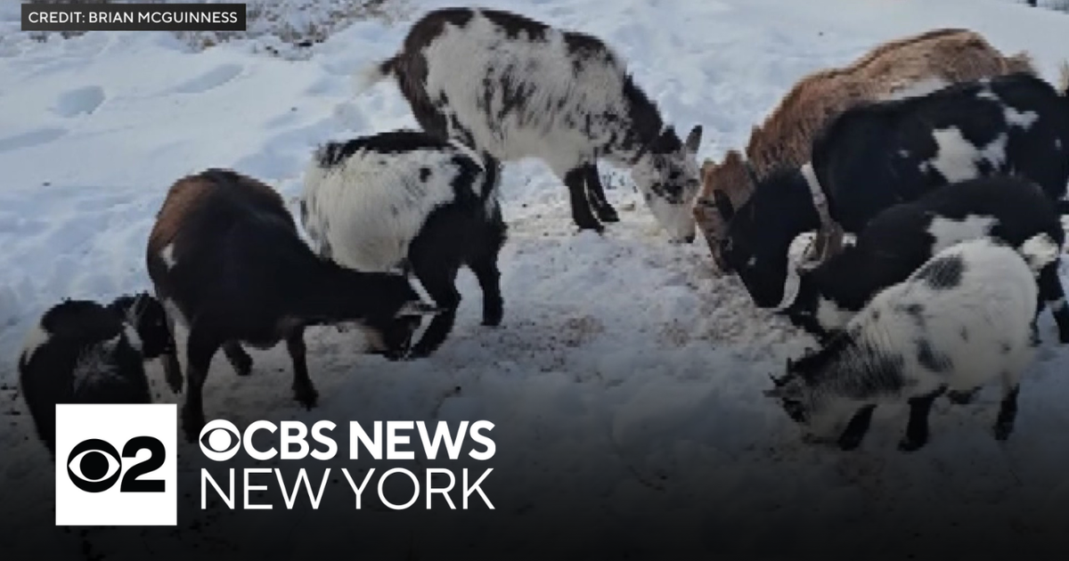 Long Island residents moves herd of goats into home during cold stretch ...