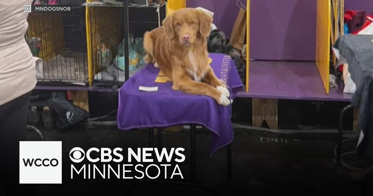 Brooklyn Park pup competes in Westminster dog show