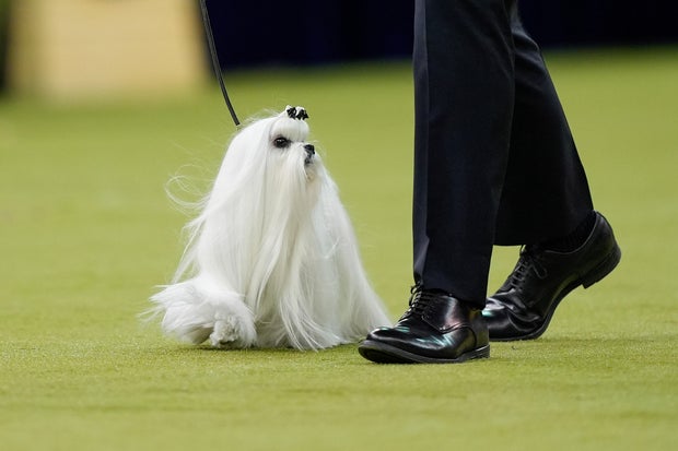 Westminster Dog Show 