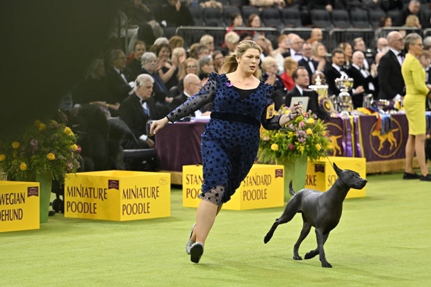 150th Westminster Kennel Club Dog Show &ndash; Group Judging (Hound, Toy, Non-Sporting, Herding) & Westminster Legends Presentation 