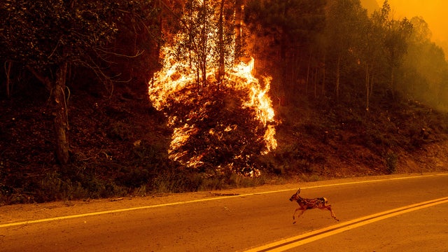 Climate Wildfires Deaths 