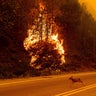Climate Wildfires Deaths 