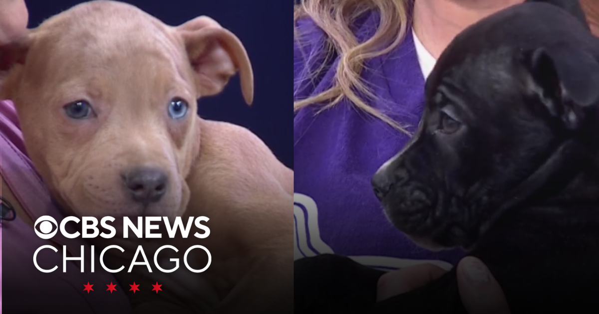 August and Archer are looking for forever homes