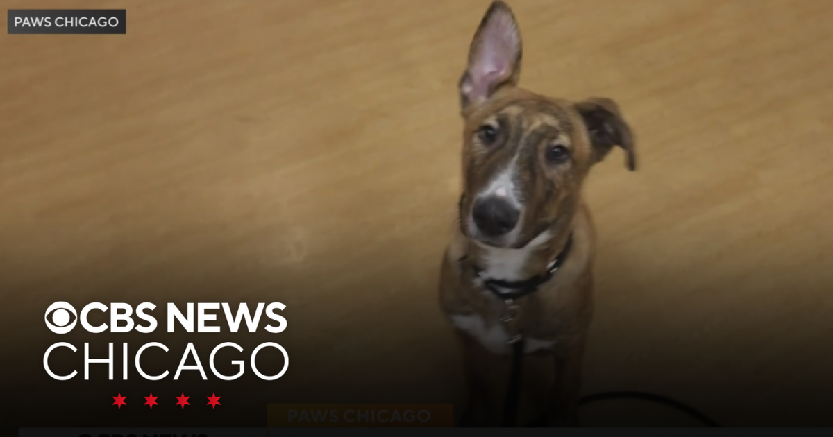 PAWS Chicago Pet of the Week: Baloo