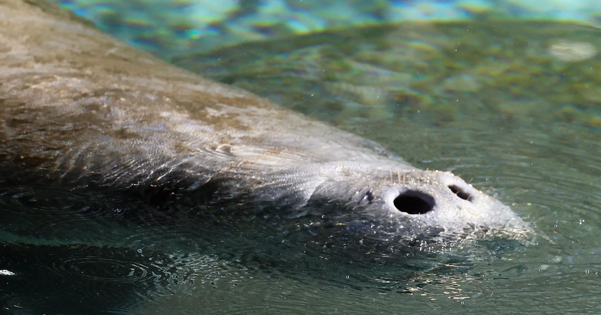 Crews race to save manatee stuck in Florida storm drain