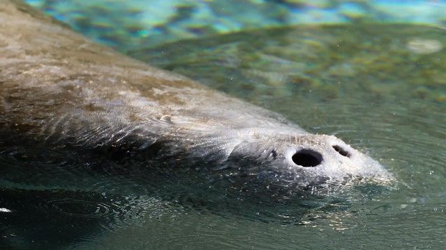 Manatees Gather at Three Sisters Springs 