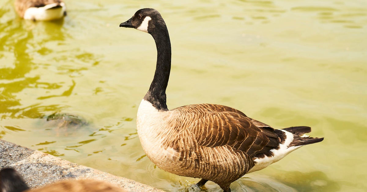 Cooper City residents seek justice after deadly cold case of animal cruelty of geese