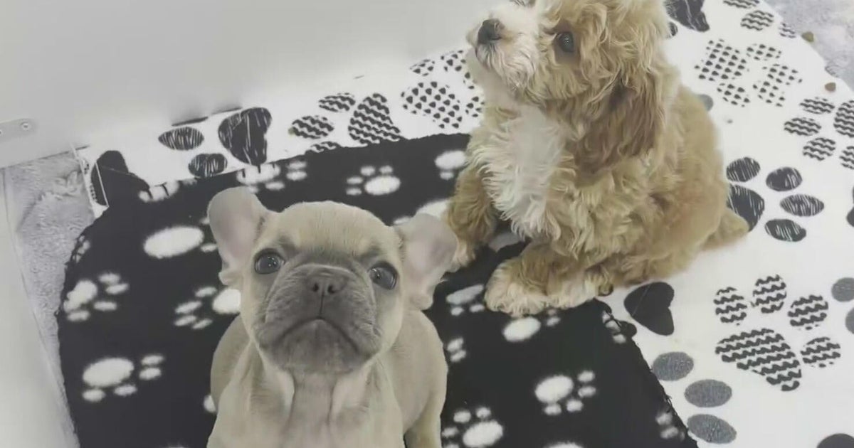 Pompano Beach pet store owner fears proposed regulations banning puppy mills would put her out of business