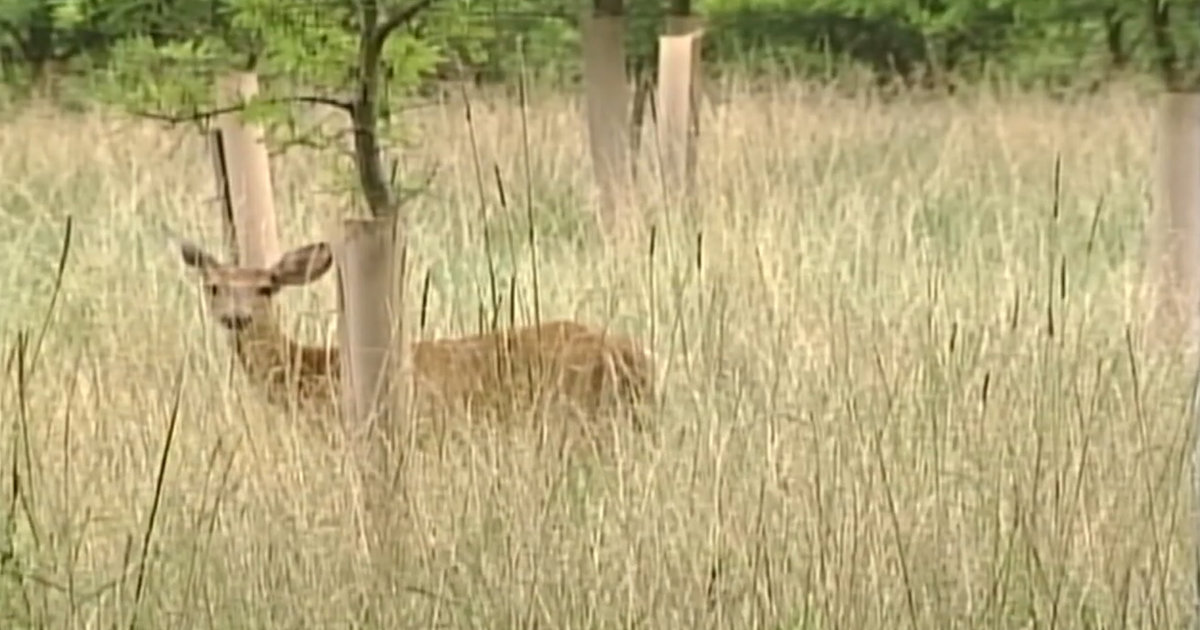Baltimore City parks address deer population with USDA-trained sharpshooters