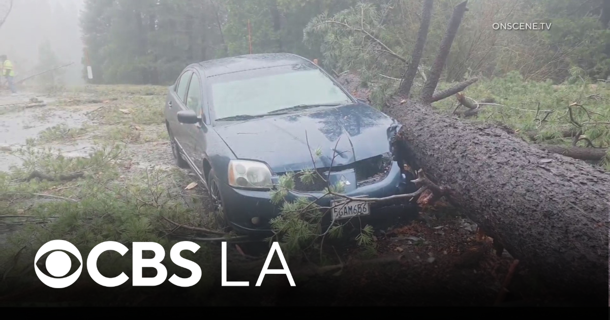Fallen tree knocks down power lines onto car in San Bernardino ...