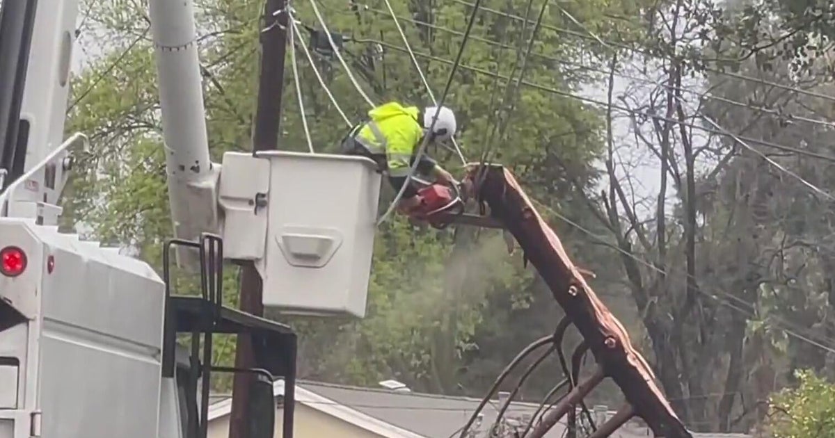 Lightning strikes tree in East Bay causing it to split, fall onto power ...