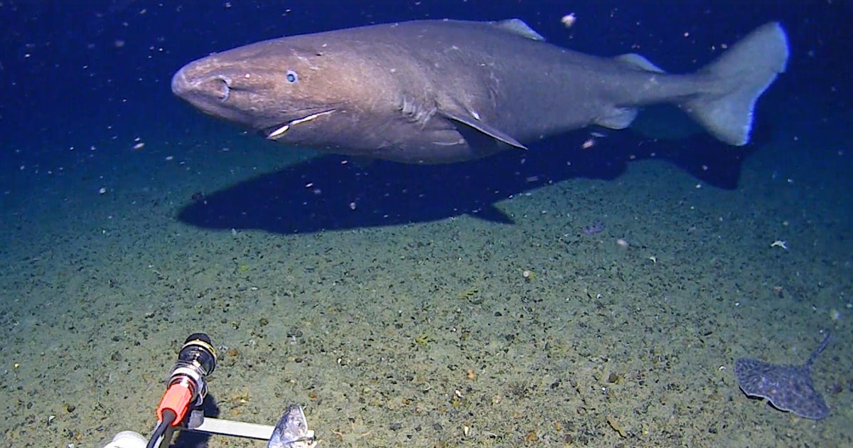 In a first, shark seen on camera in Antarctica waters, surprising researchers