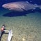 In a first, shark seen on camera in Antarctica waters, surprising researchers
